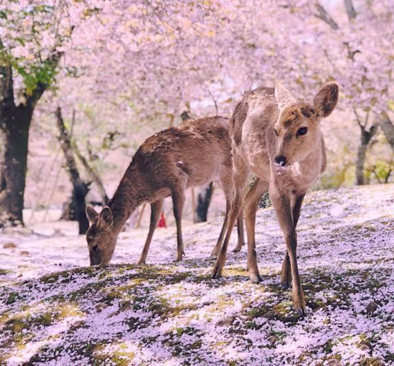 Deer Hostel- - 外国人向け - 日本人予約不可 ที่พัก